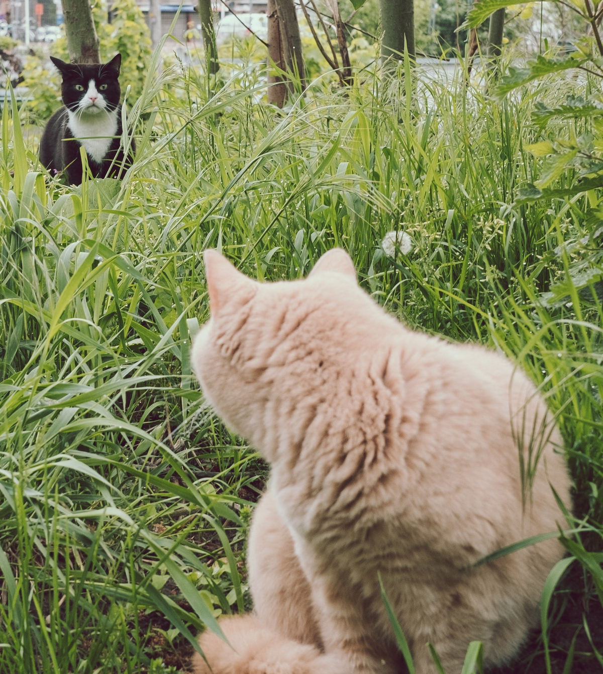 9. Vermijd vreemde katten